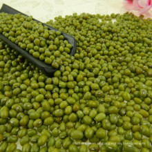 Feijão de mung verde de 2.8-3.8mm para brotar, colheita nova 2016